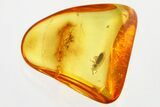 Detailed Hairy Fungus Beetle (Crowsonium) in Baltic Amber #330632-1